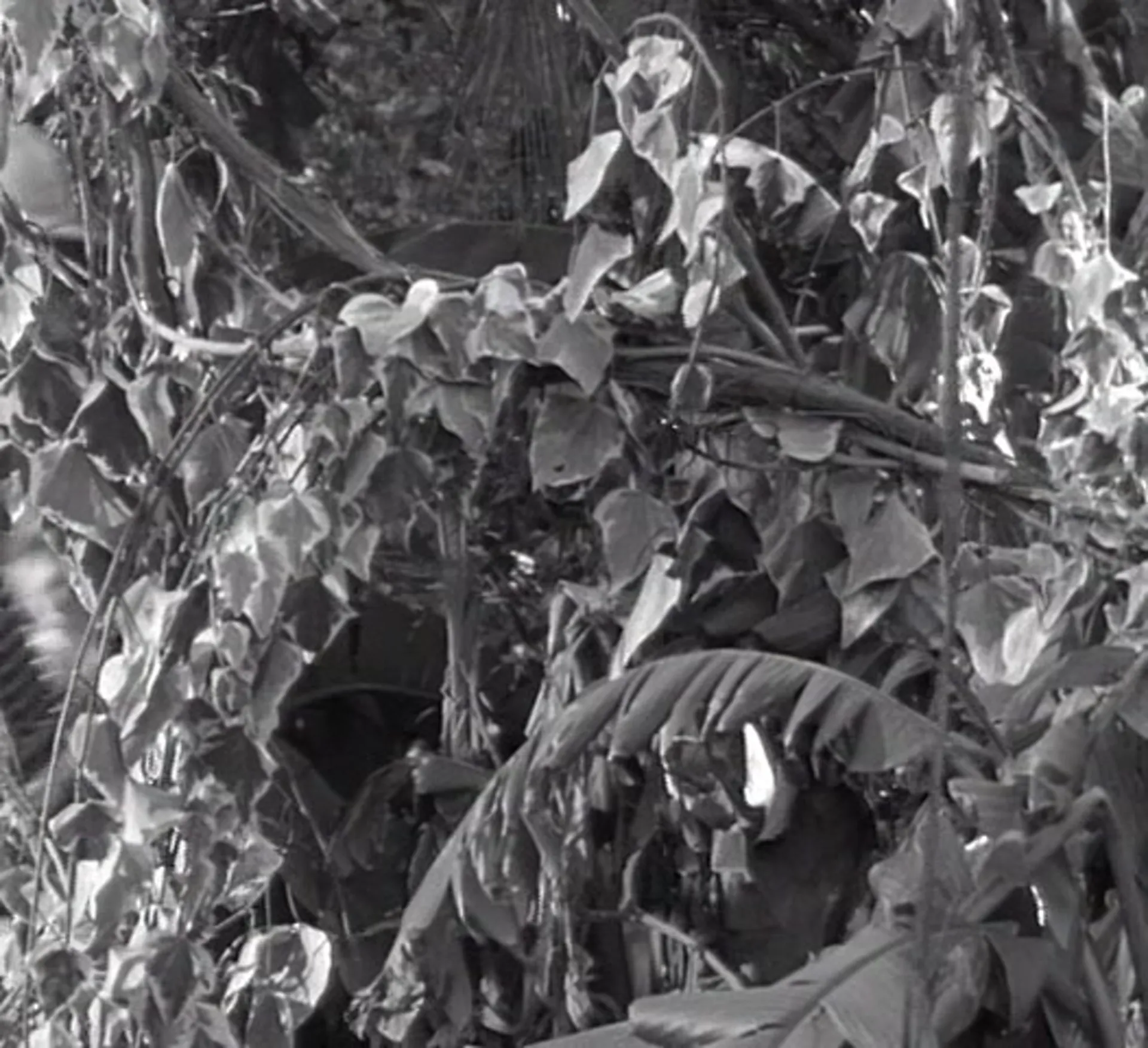 Tarzan's Hidden Jungle scene still 2