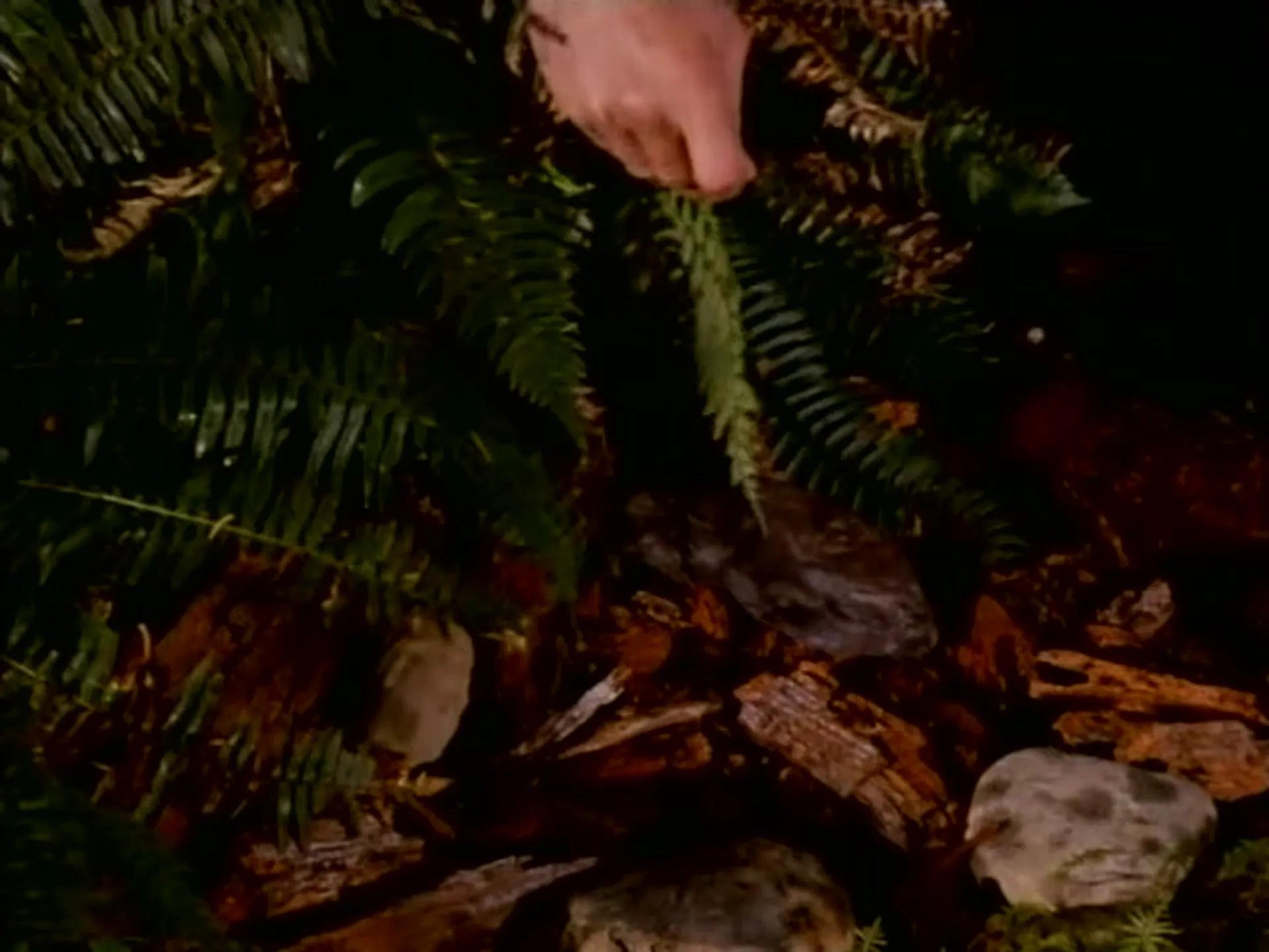 Ring of Fire scene still 4