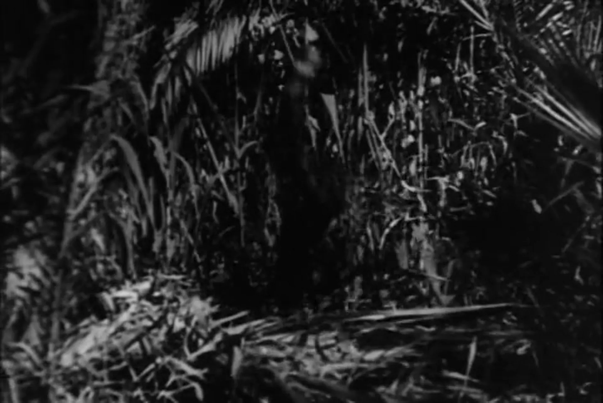Bowanga Bowanga scene still 9