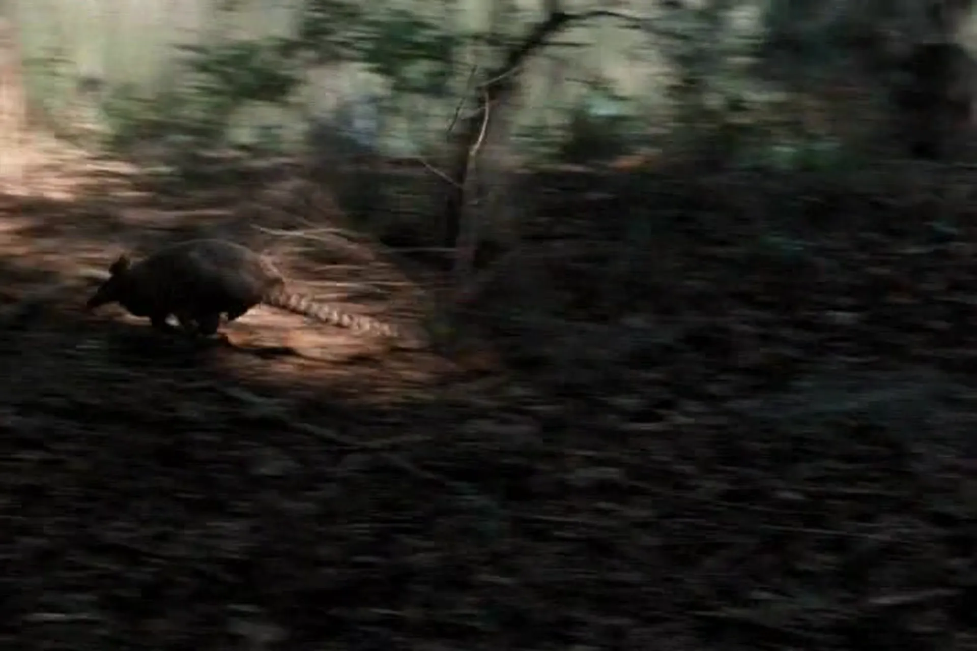 Gator Bait scene still 3