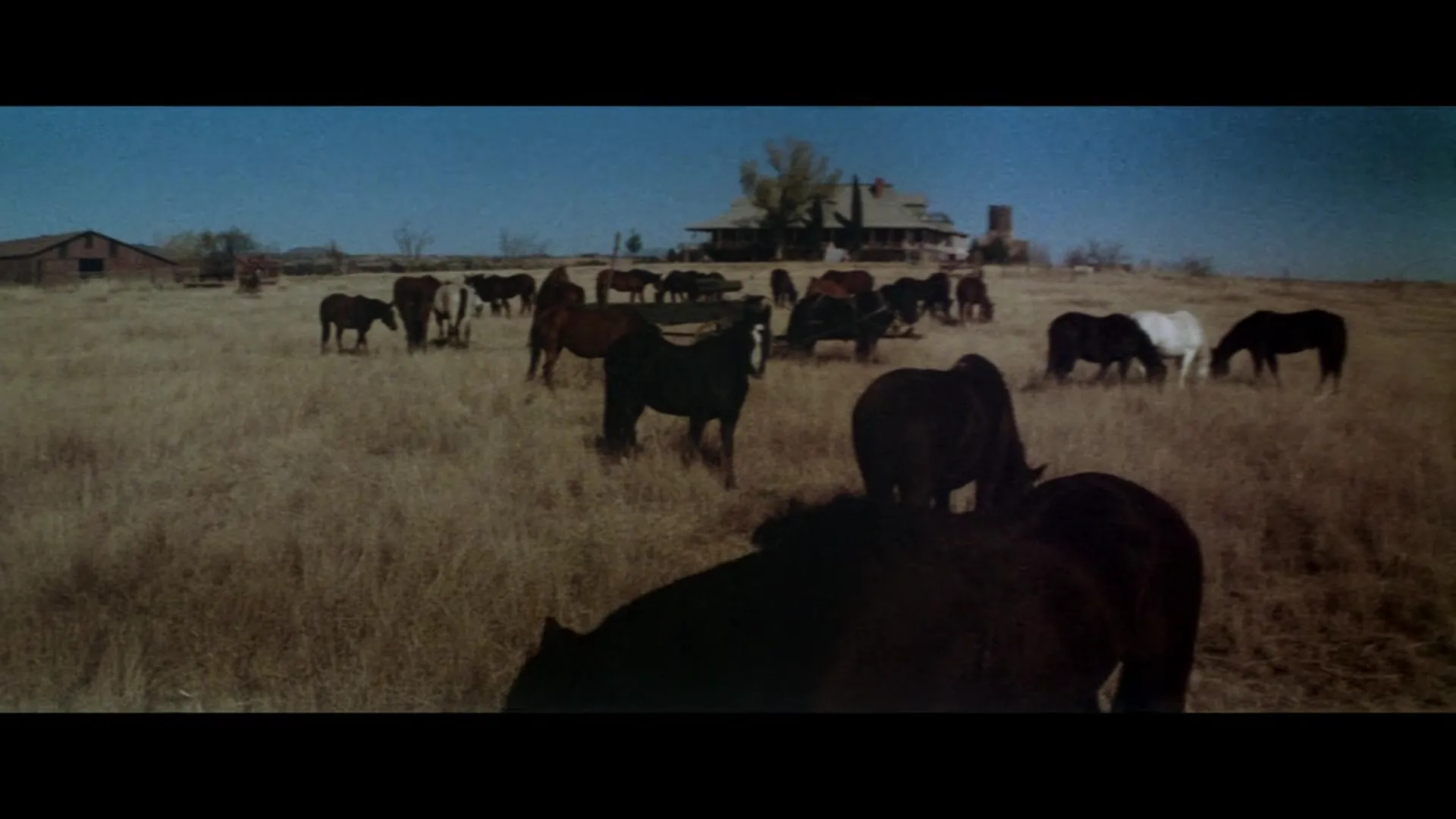 Wild Rovers scene still 2