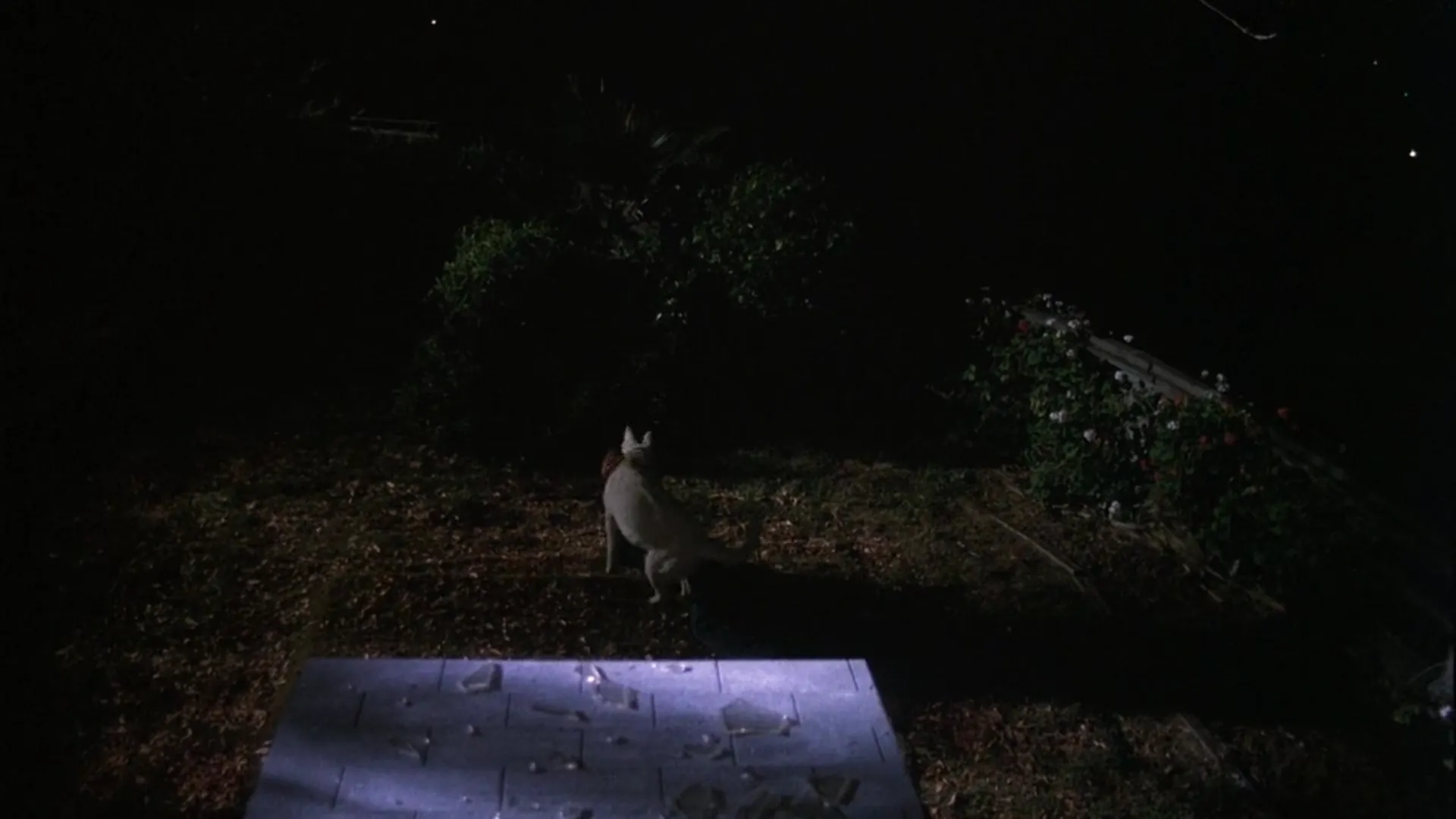 White Dog scene still 1