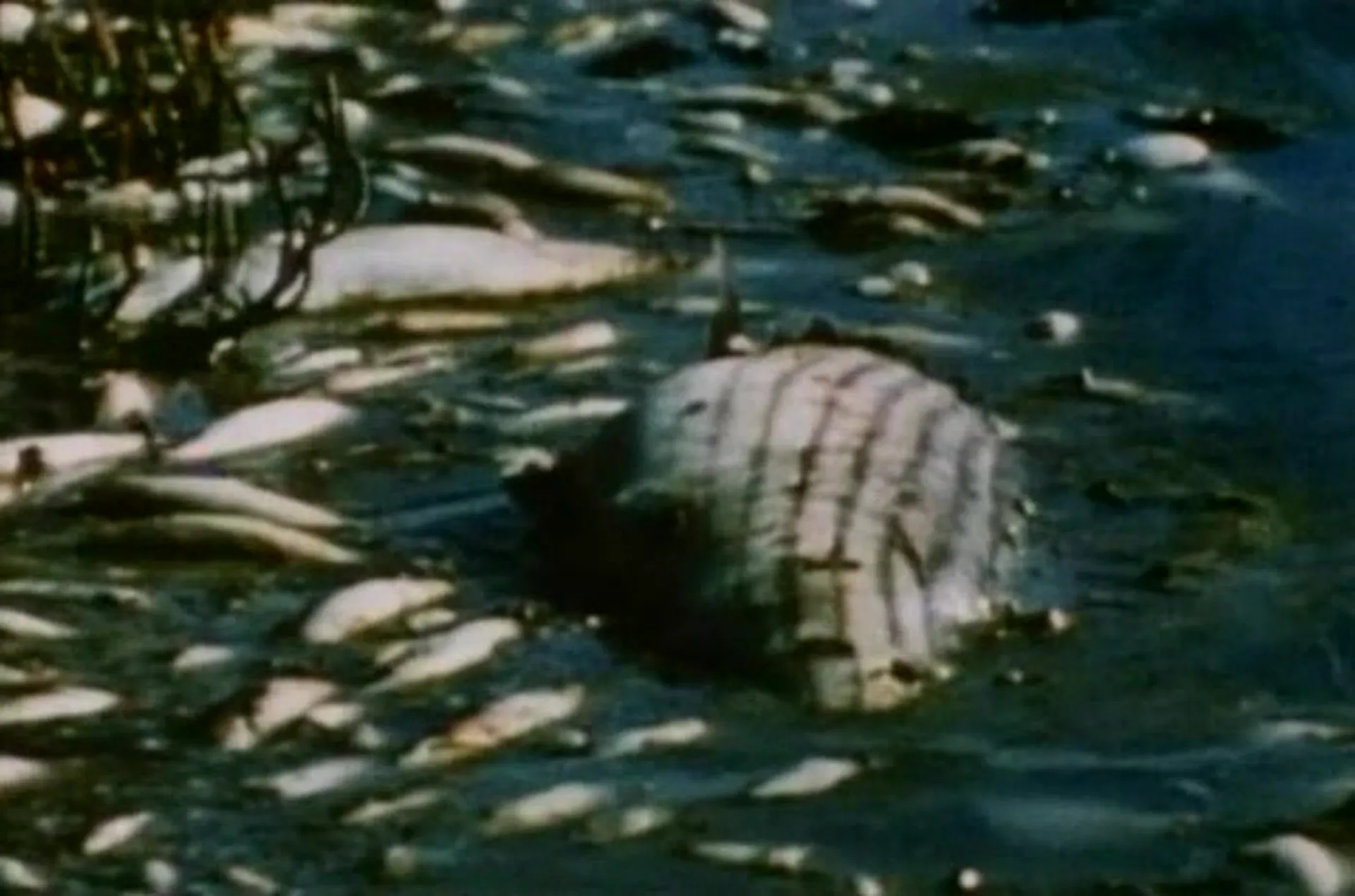 Faces of Death II scene still 5