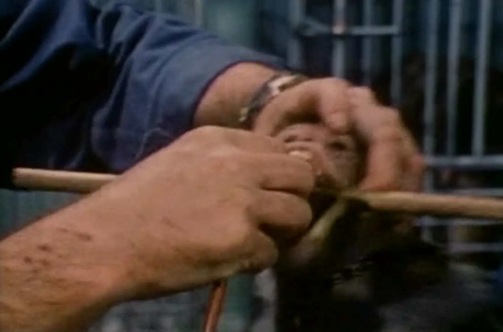 Faces of Death II scene still 4