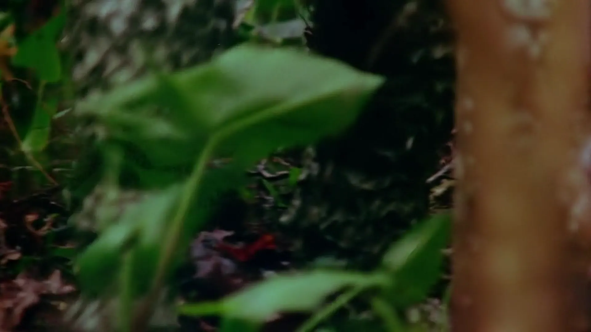 Zaat scene still 2