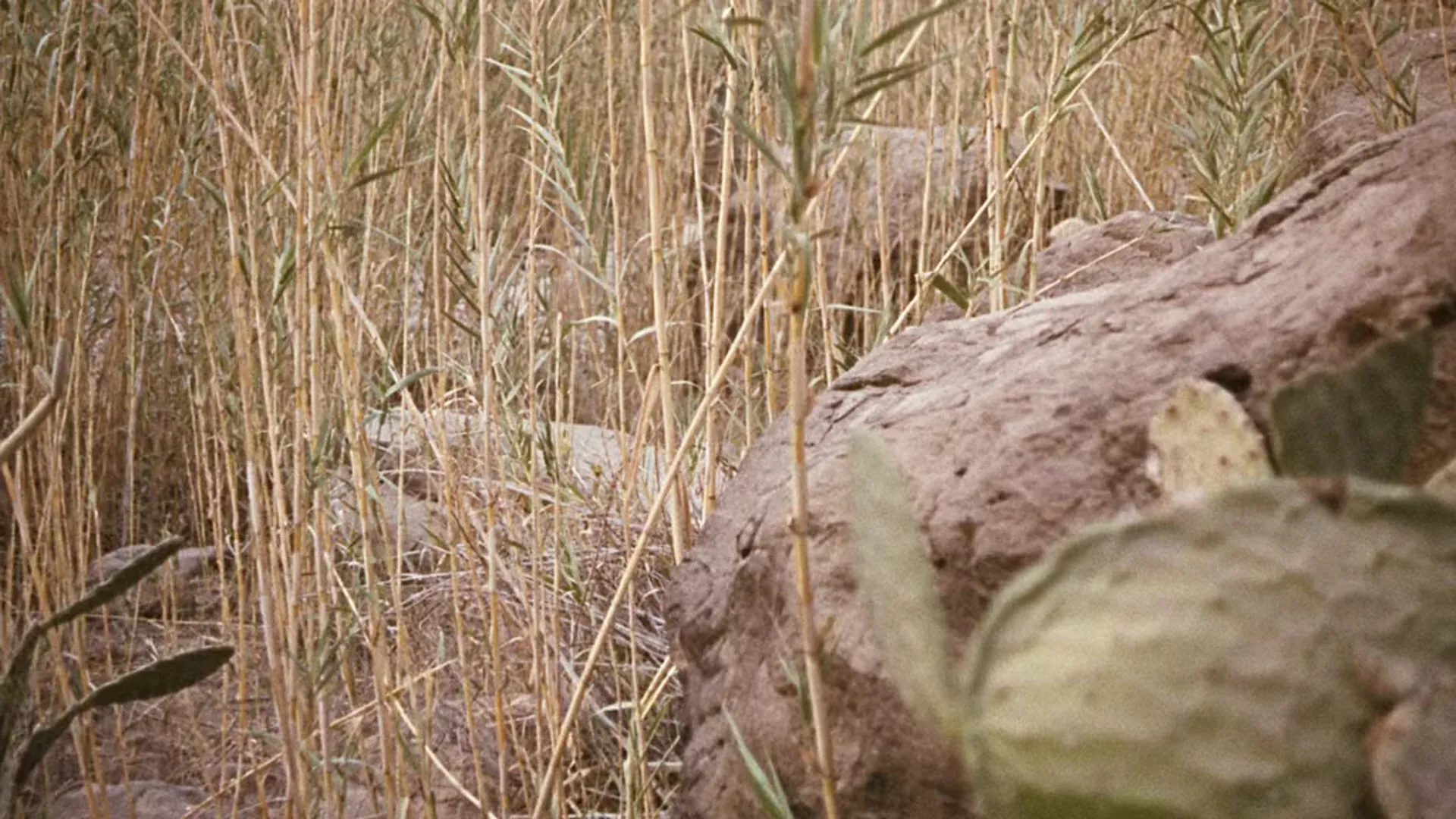 When Dinosaurs Ruled the Earth scene still 4