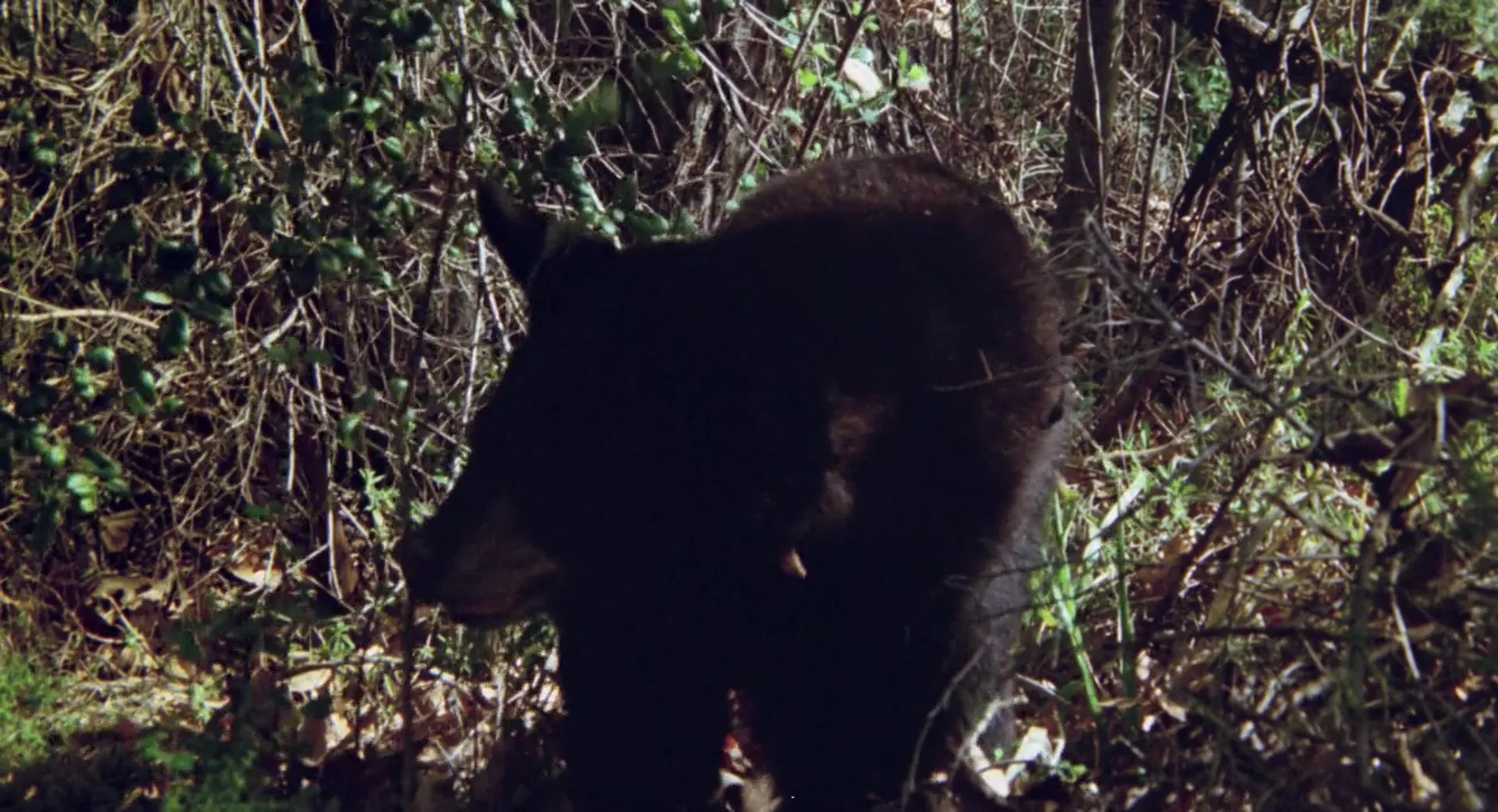 The Prey scene still 1