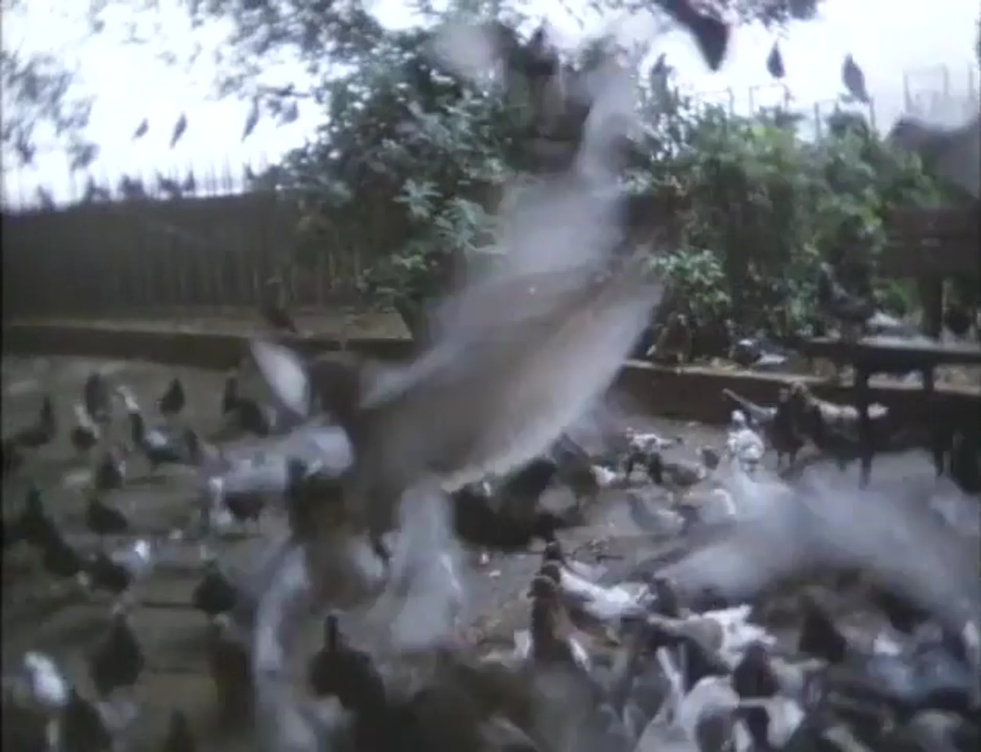 Birds of Prey scene still 4