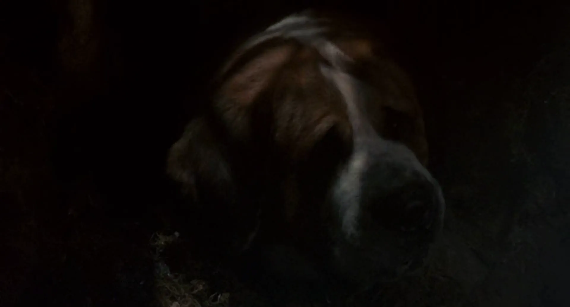 Cujo scene still 2