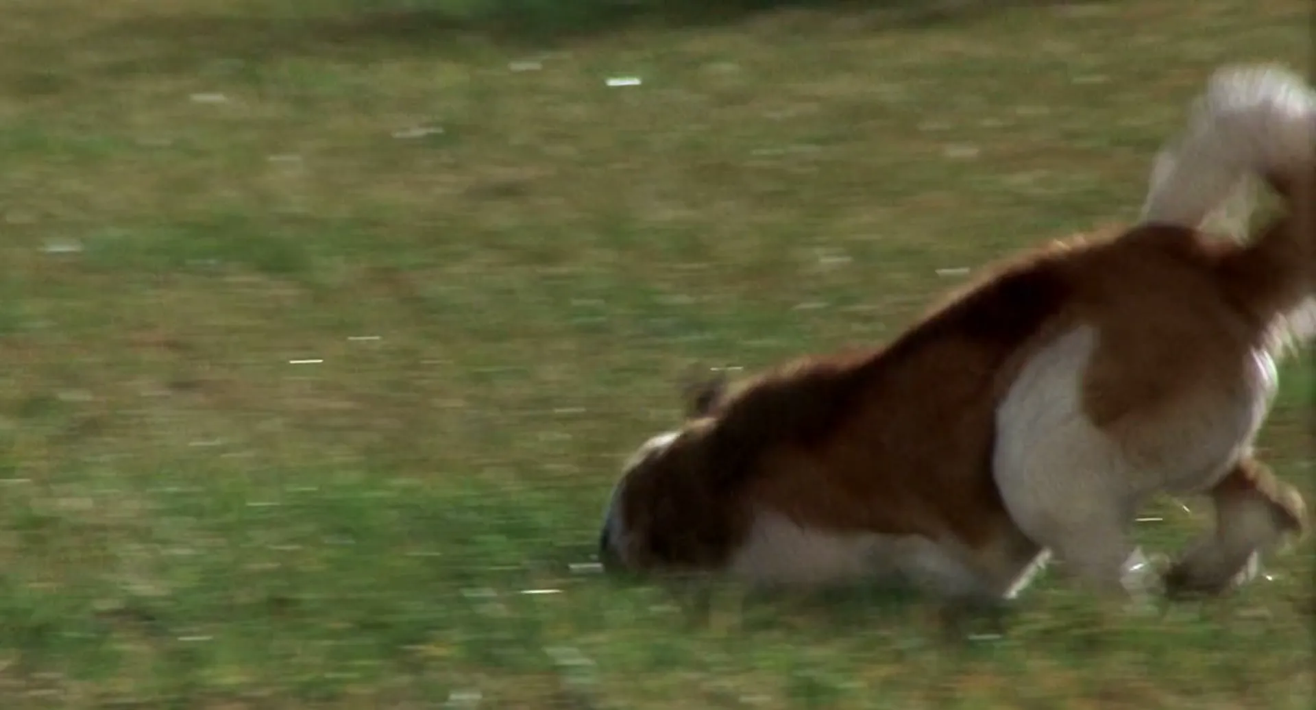 Cujo scene still 1