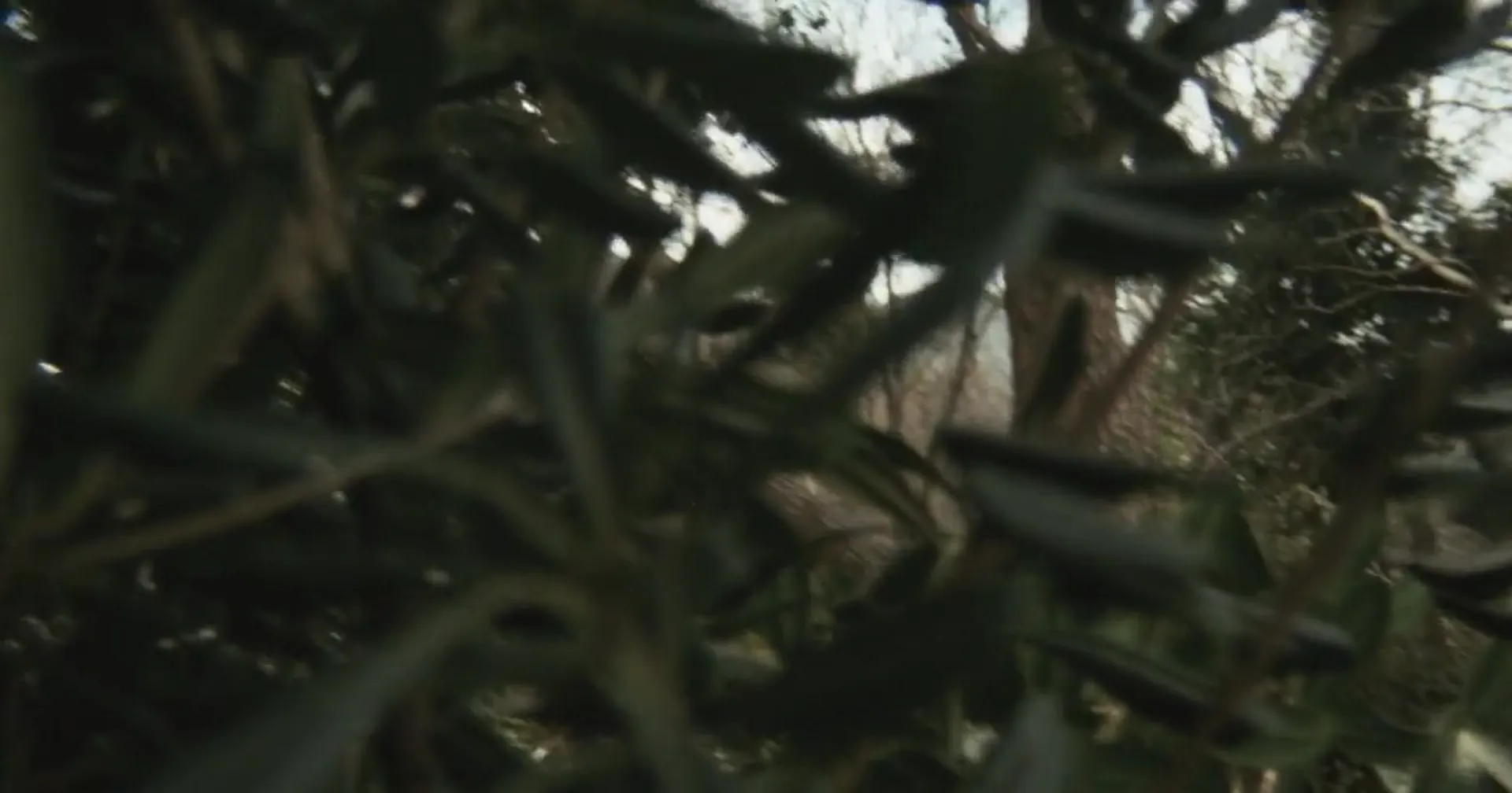 A Bay of Blood scene still 3