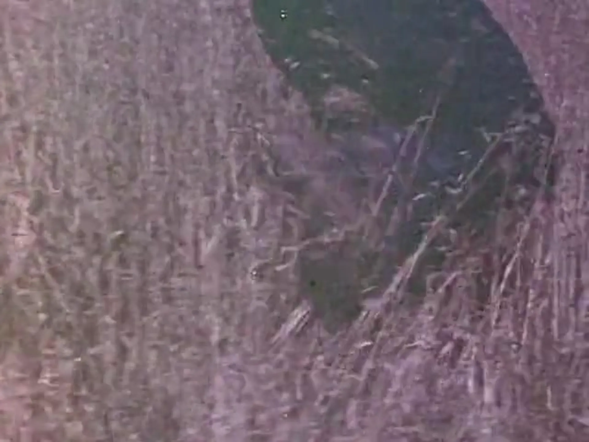 Night of the Animals scene still 1