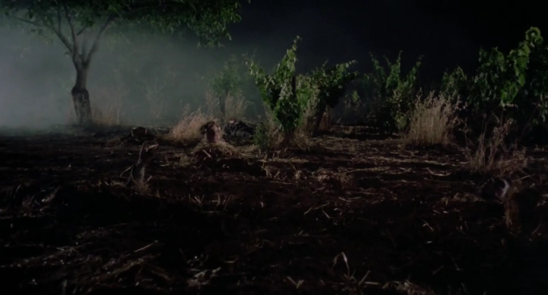 The Vineyard scene still 5