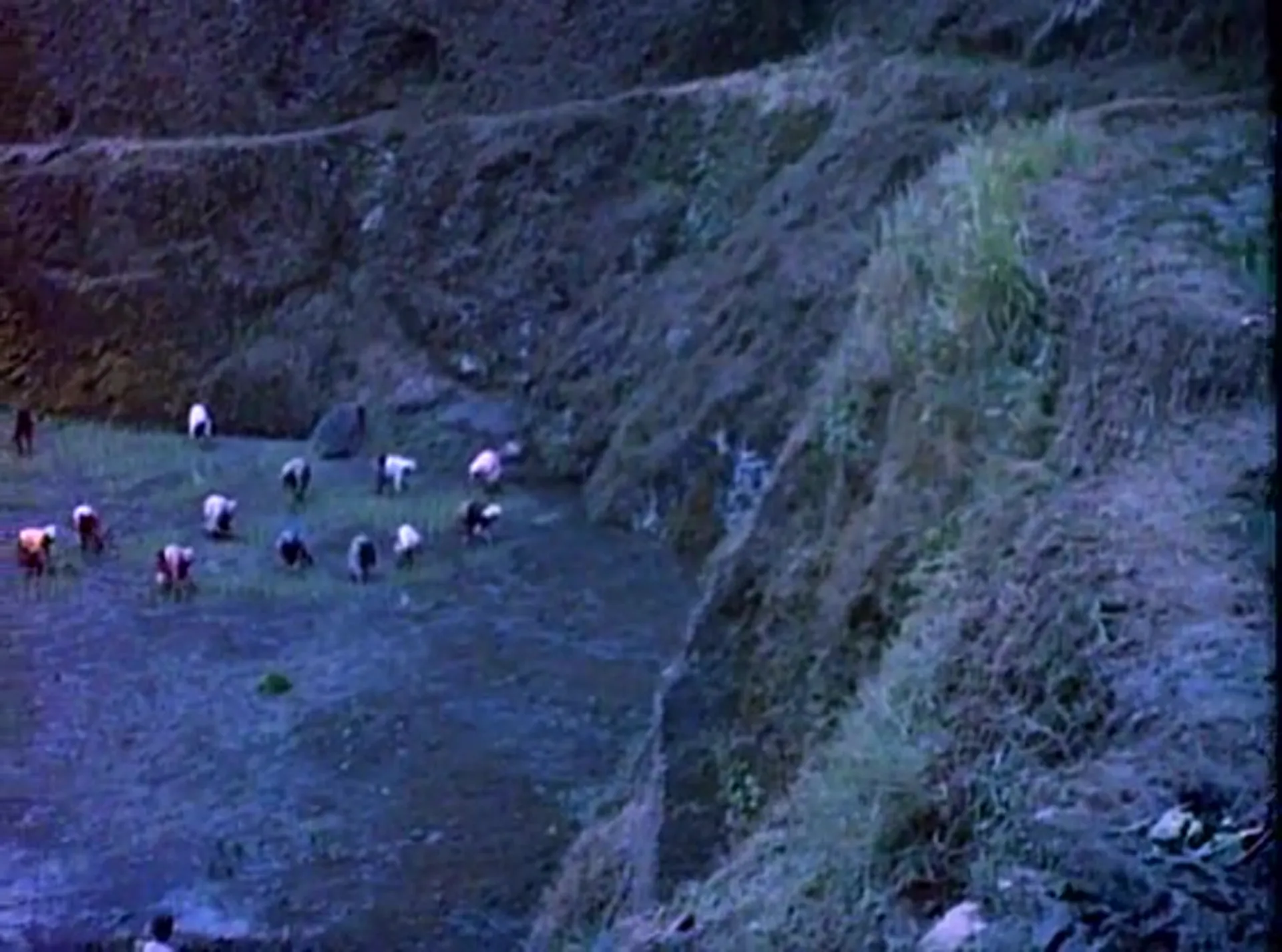 Primitive Love scene still 3