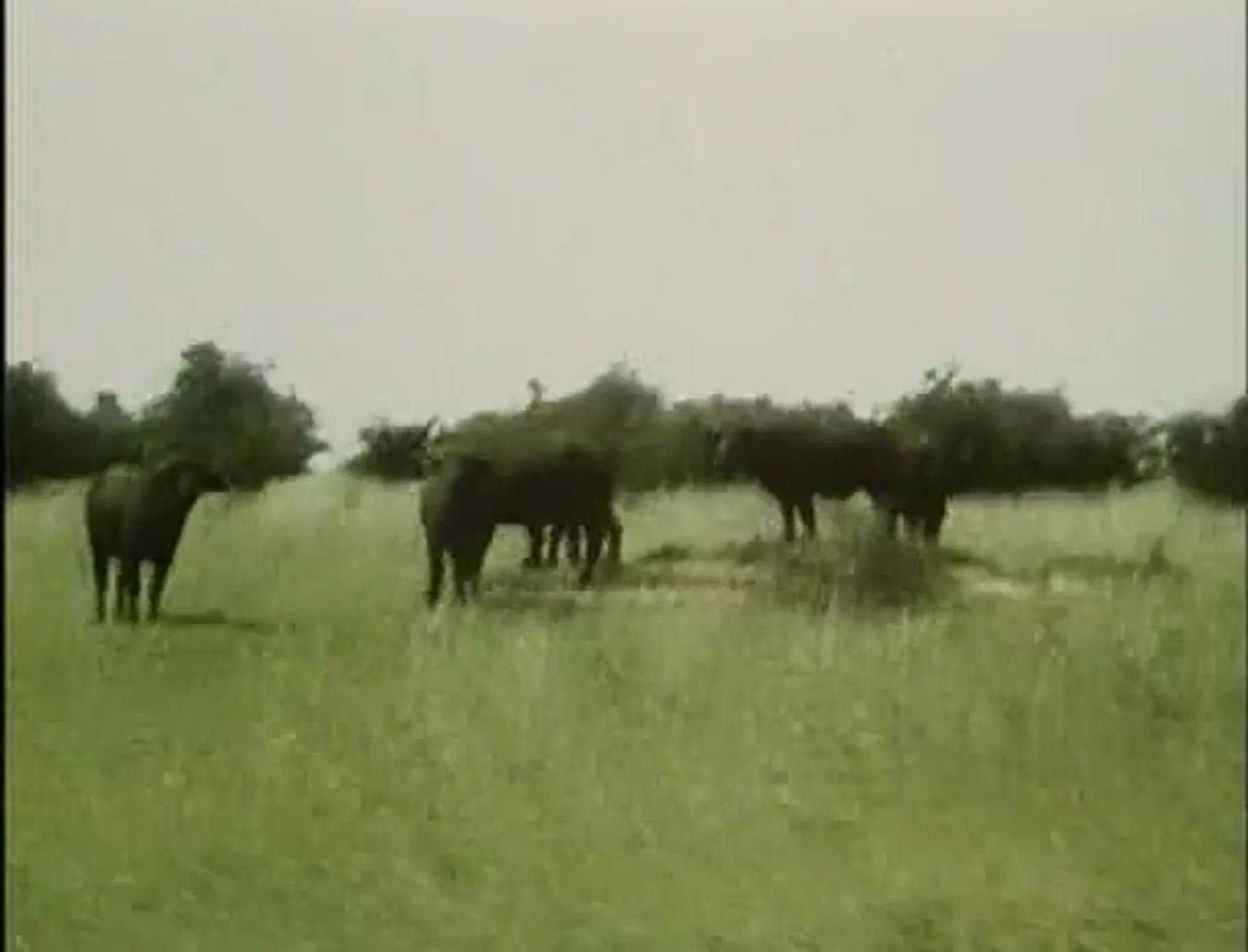 Africa Erotica: A Happening in Africa scene still 1