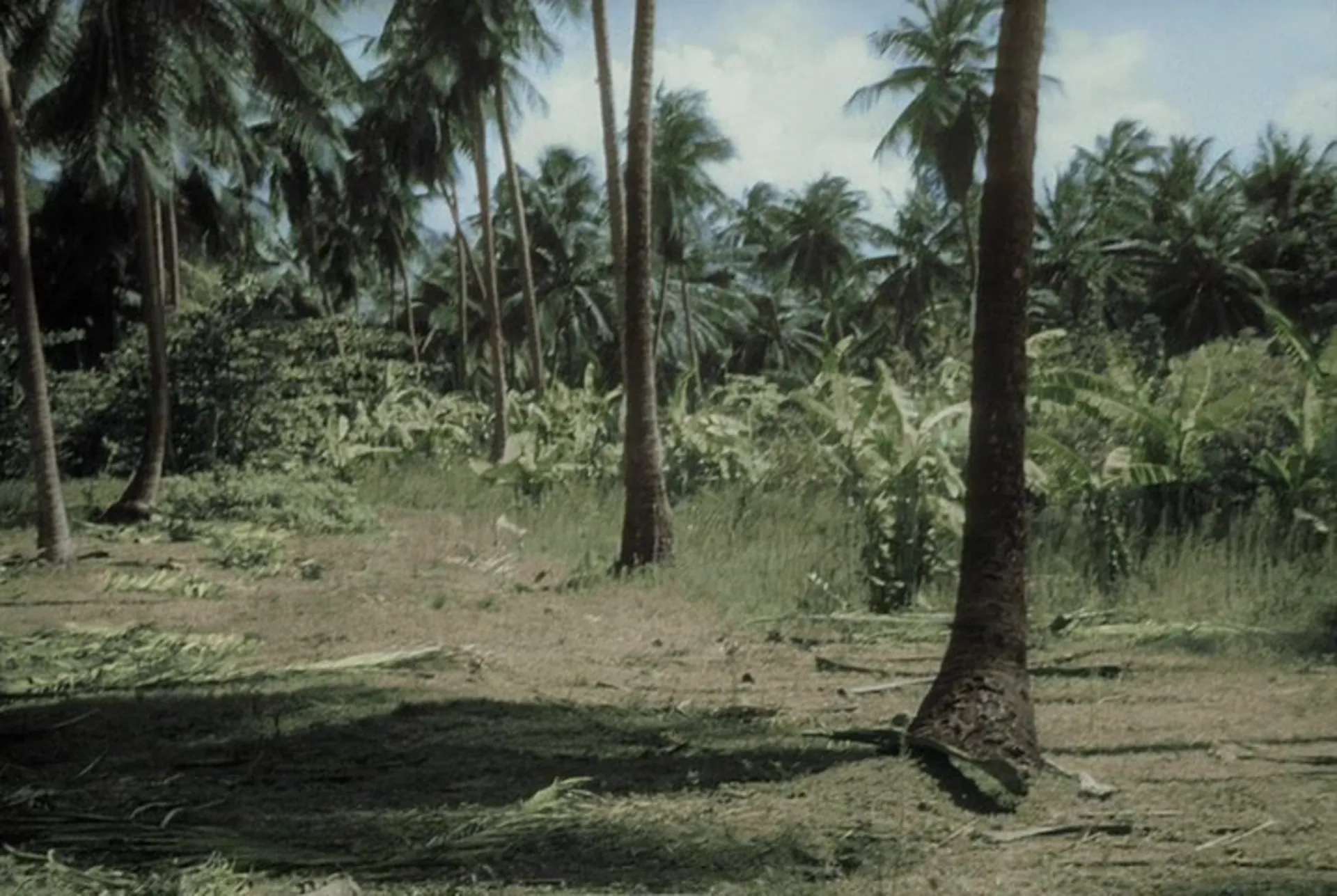 Creature from the Haunted Sea scene still 9