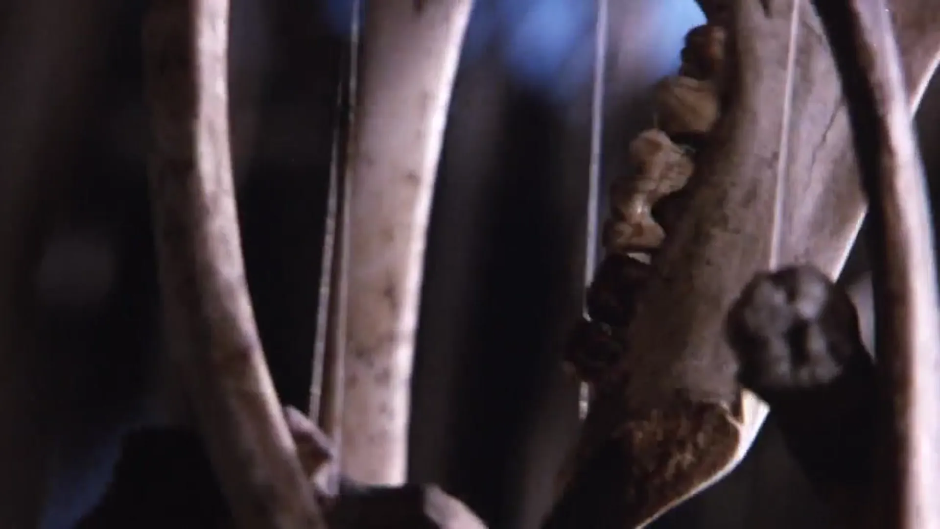 Slaughterhouse scene still 2