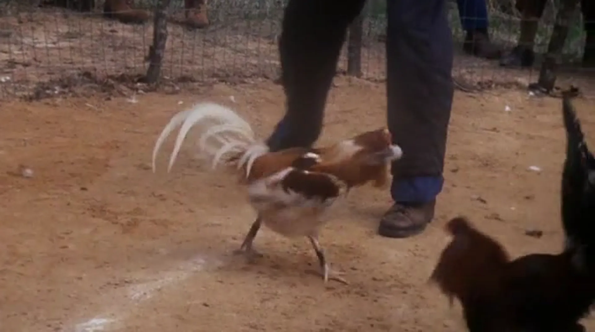 Cockfighter scene still 1