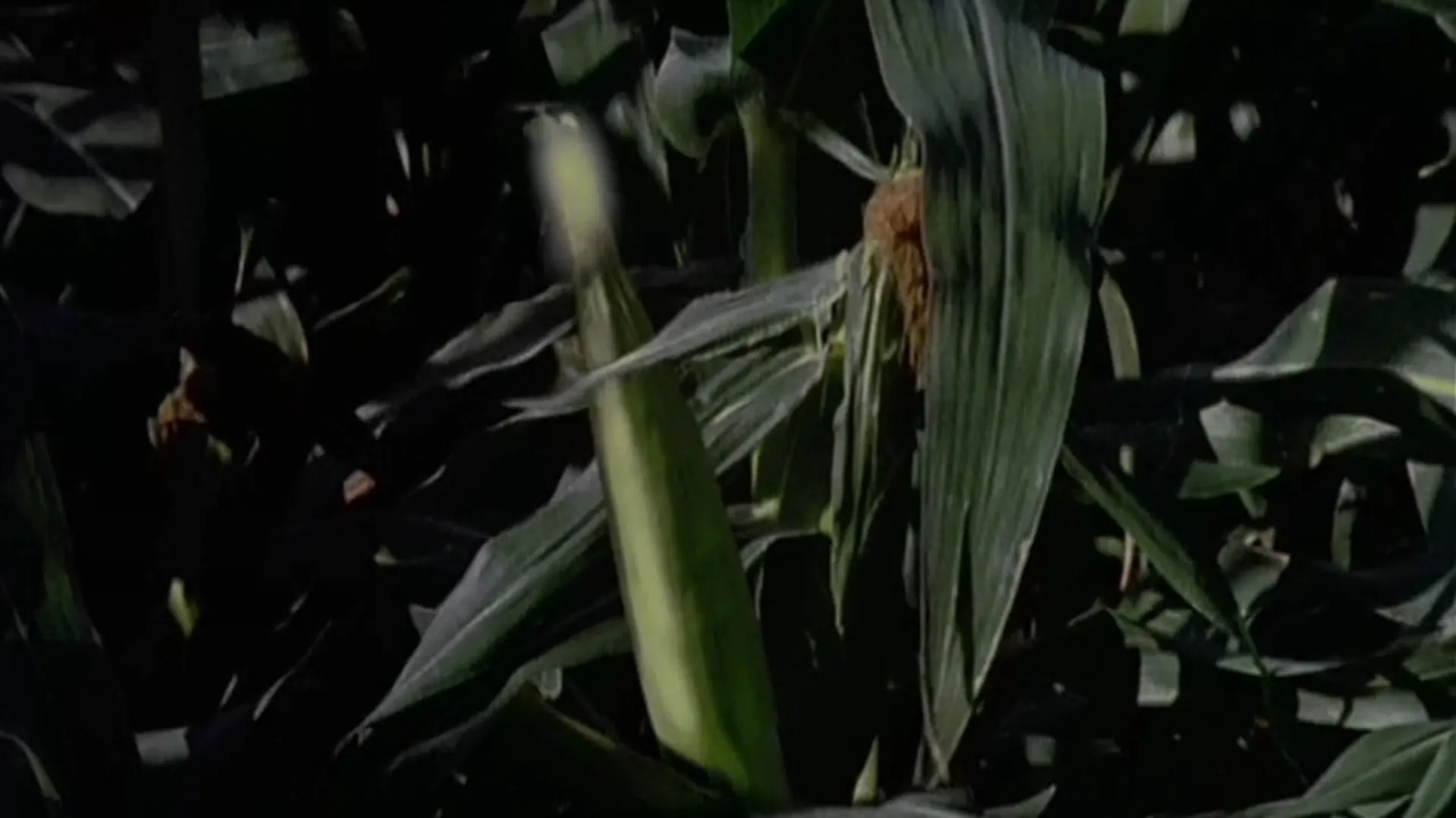 Children of the Corn III: Urban Harvest scene still 4