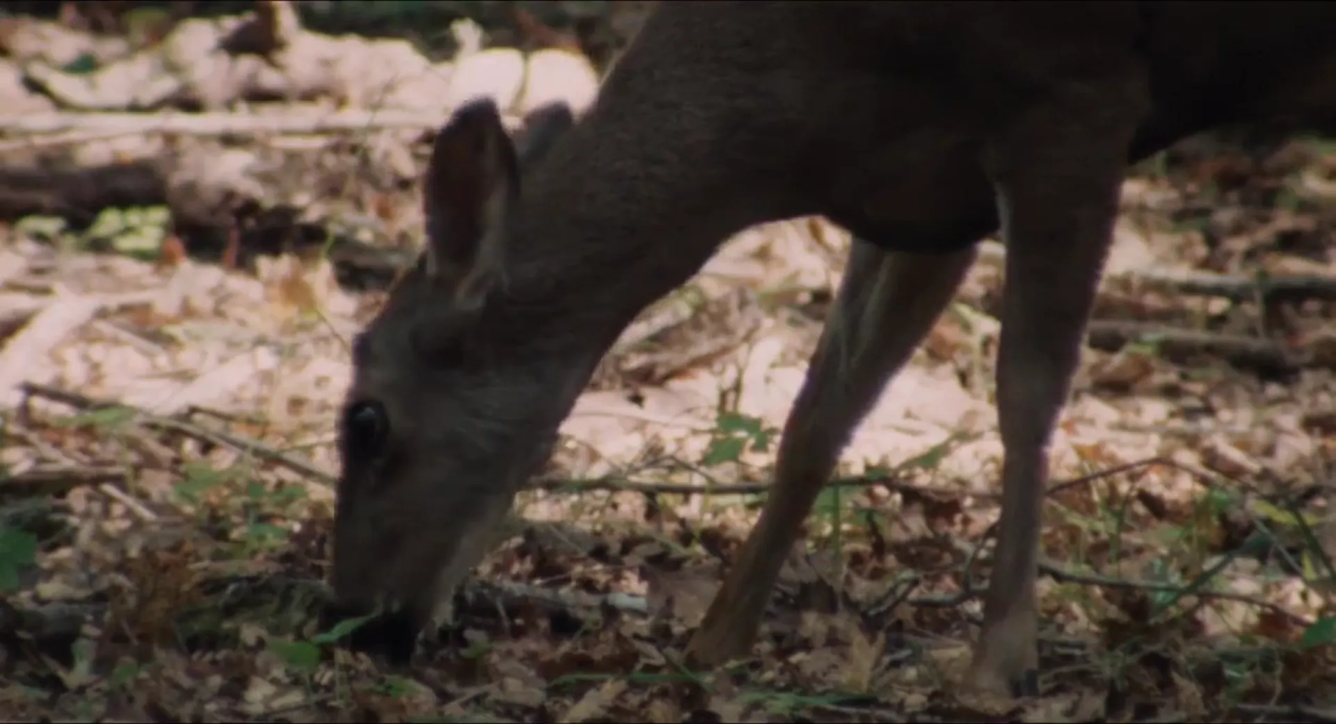 Pig Hunt scene still 4