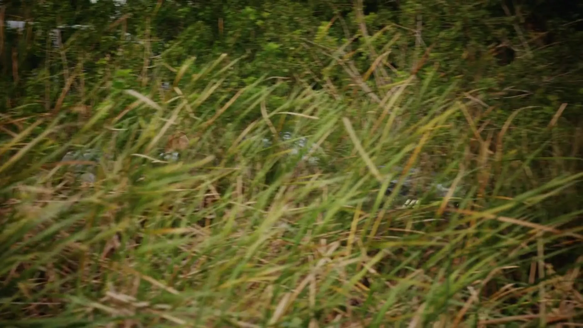 2 Lava 2 Lantula! scene still 3