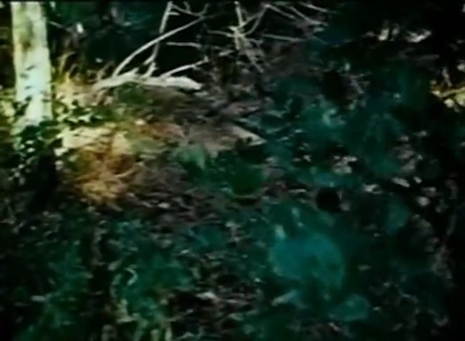 Curse of Bigfoot scene still 2