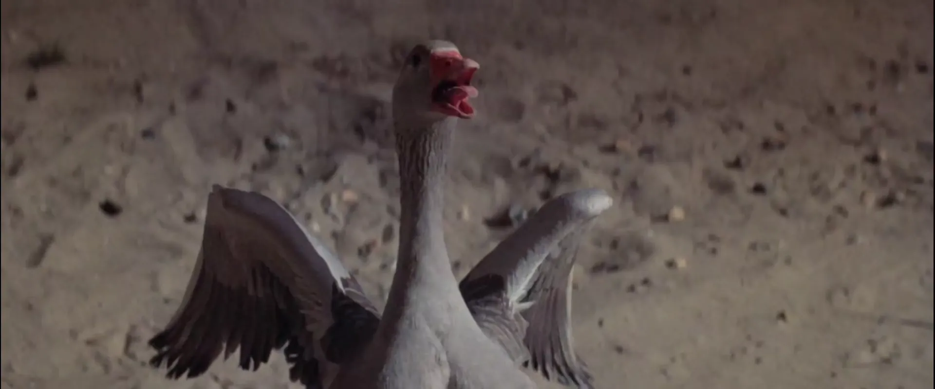 Krull scene still 3