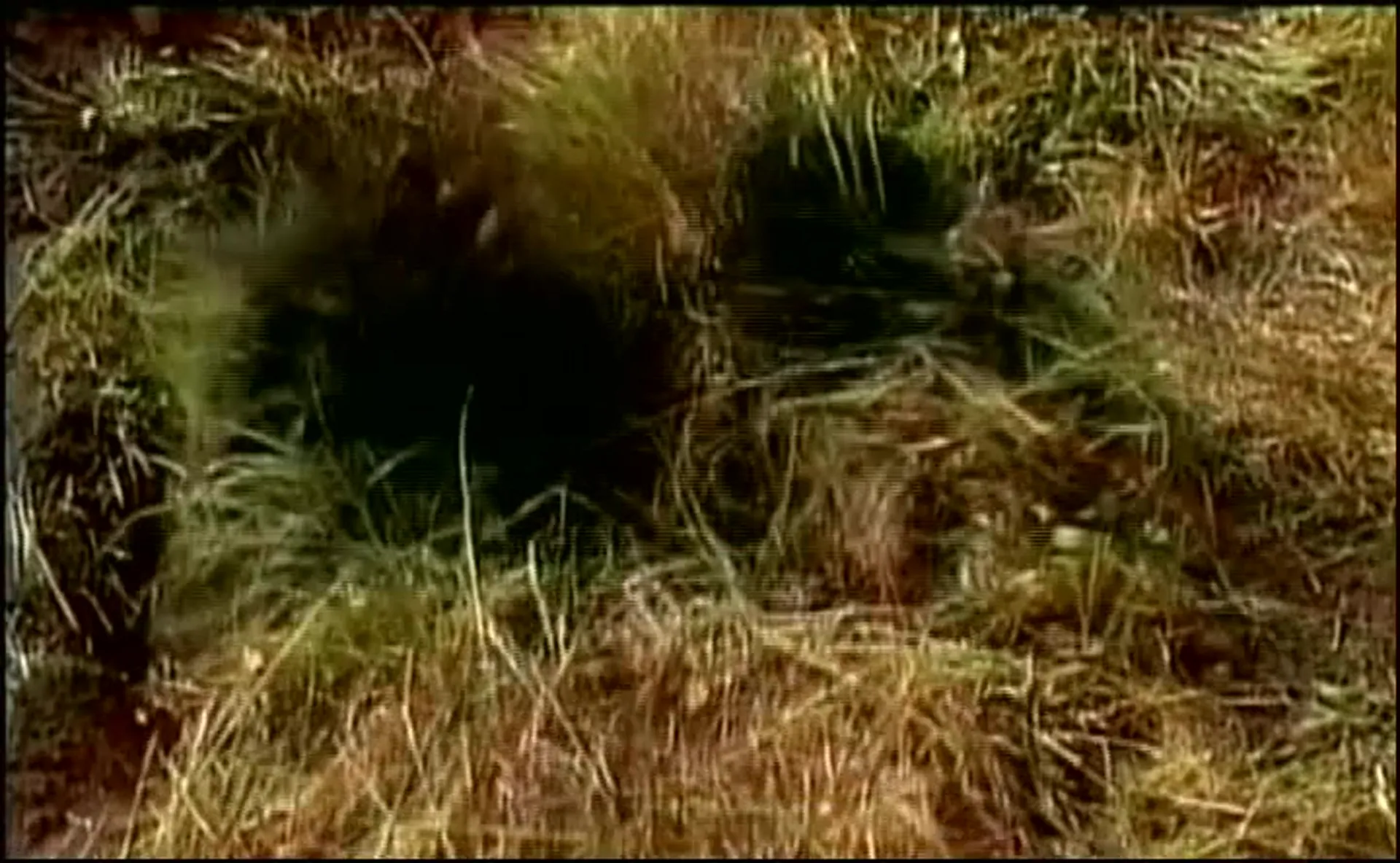 The Necro Files 2: Lust Never Dies scene still 3