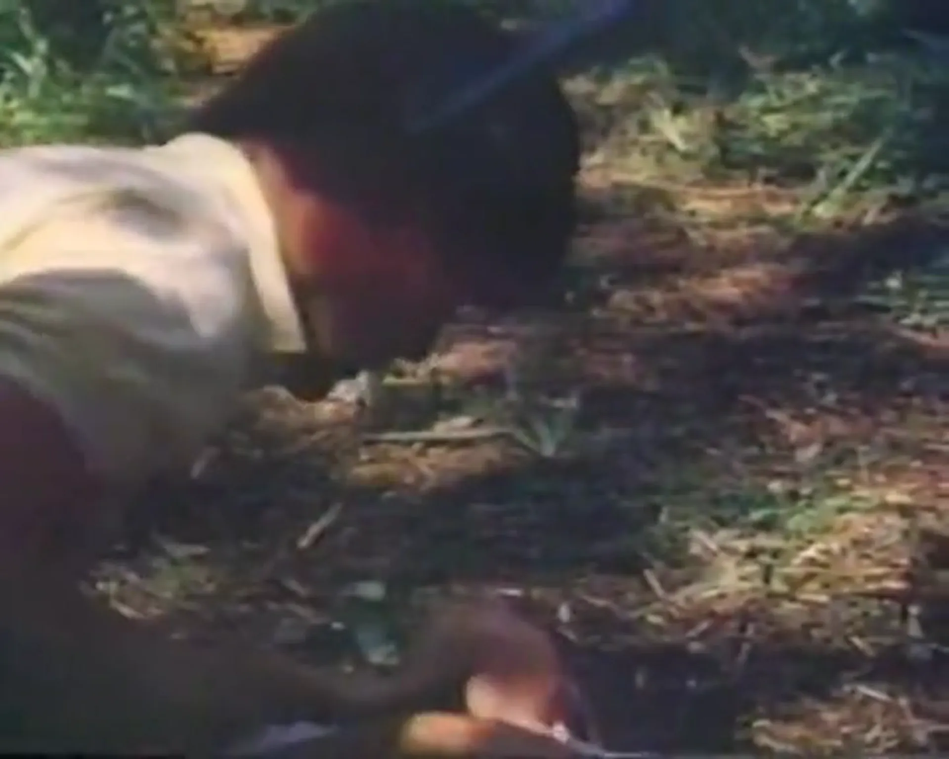 Backwoods scene still 2