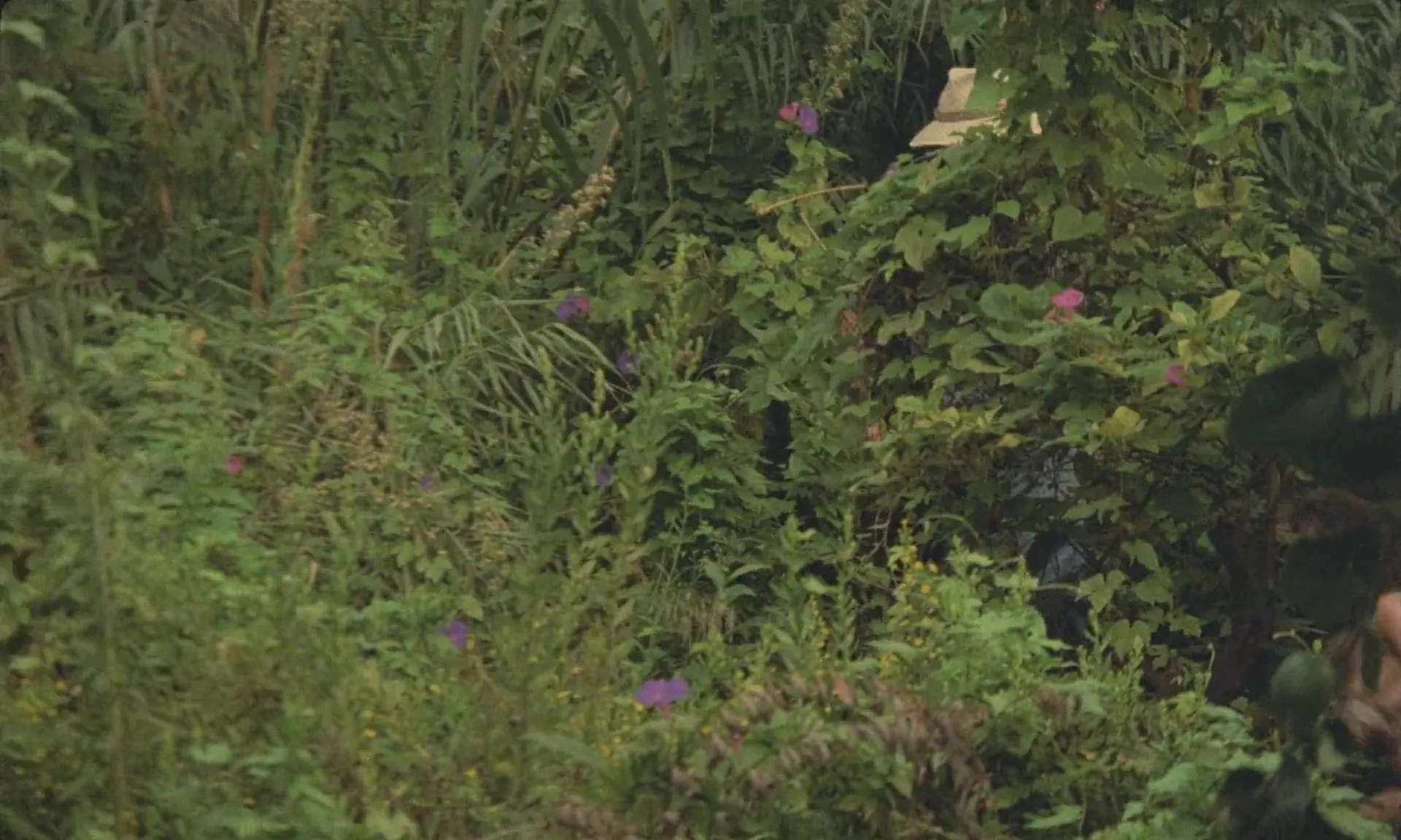 Golden Temple Amazons scene still 5