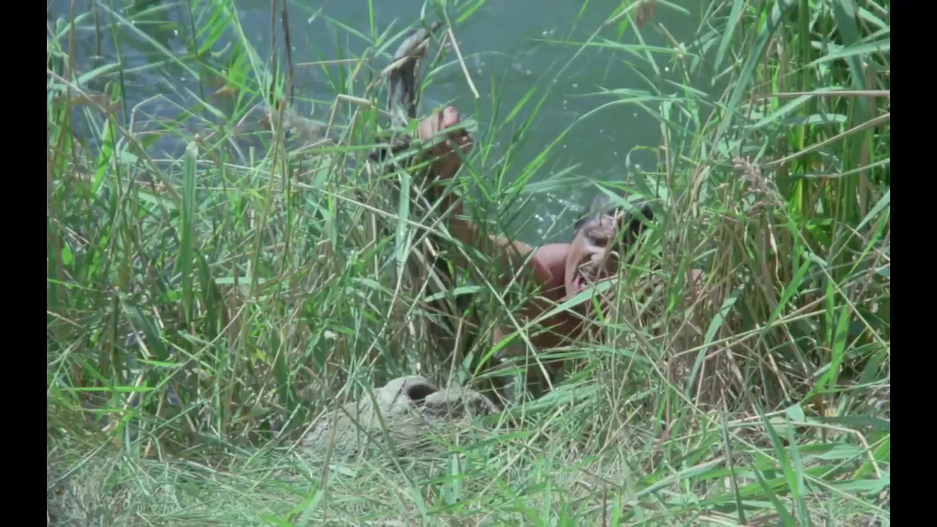 A Dog Called... Vengeance scene still 4