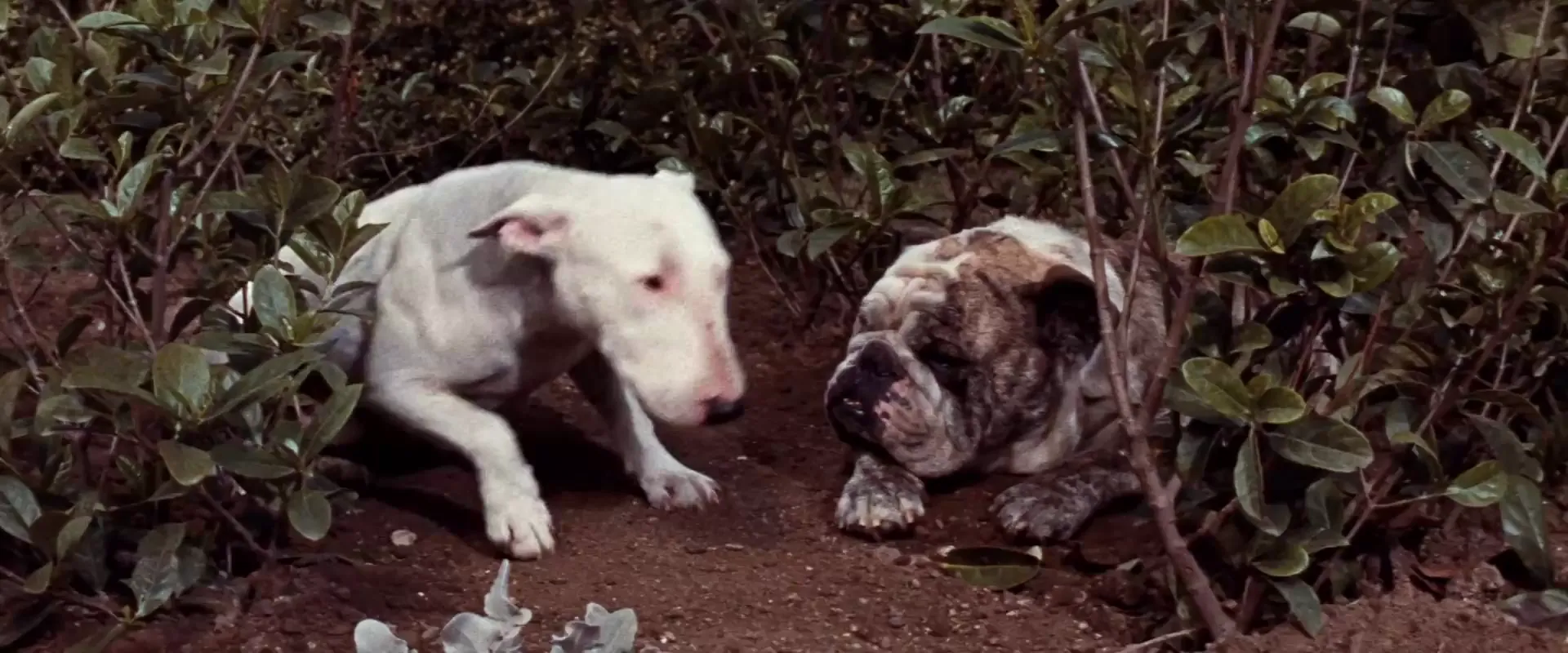 It's a Dog's Life scene still 6