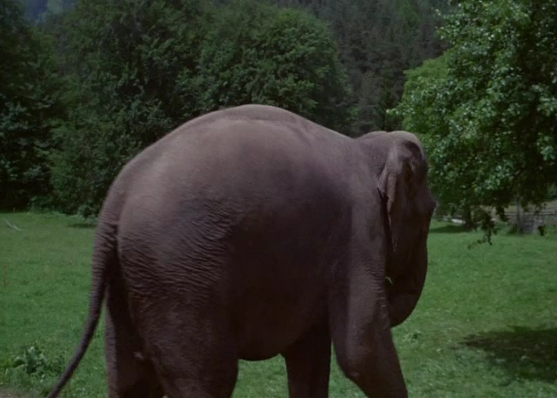 Hannibal Brooks scene still 3