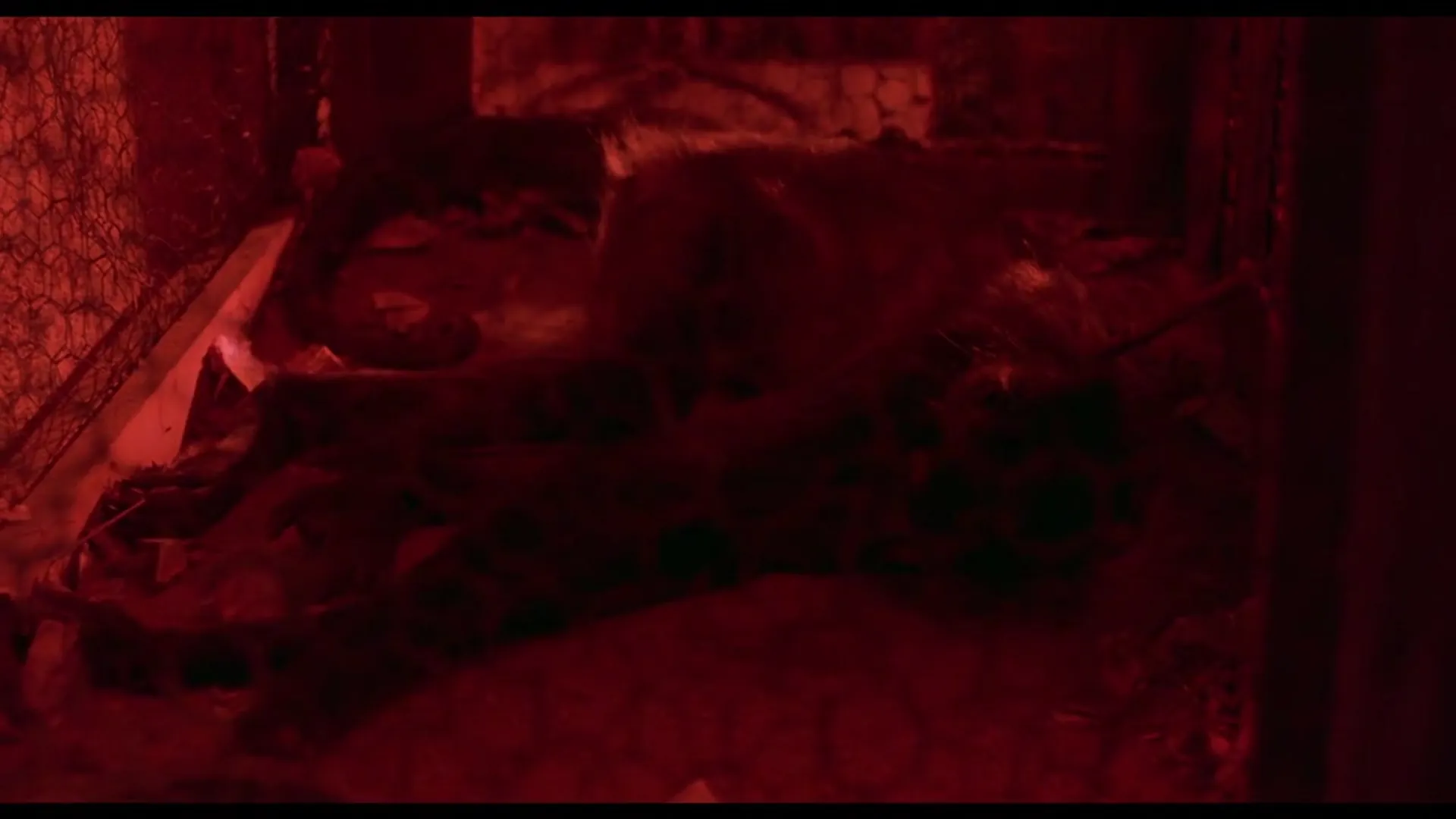 Eaten Alive scene still 10