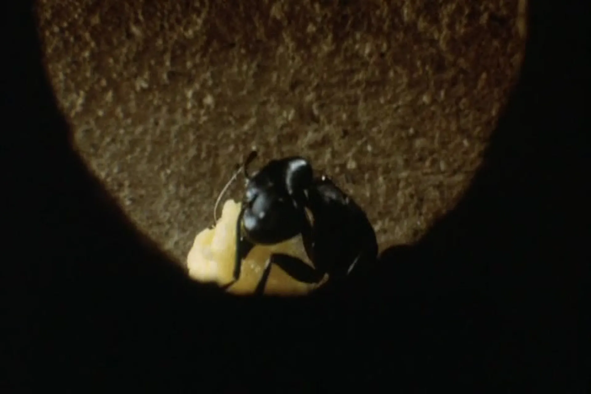 Phase IV scene still 6