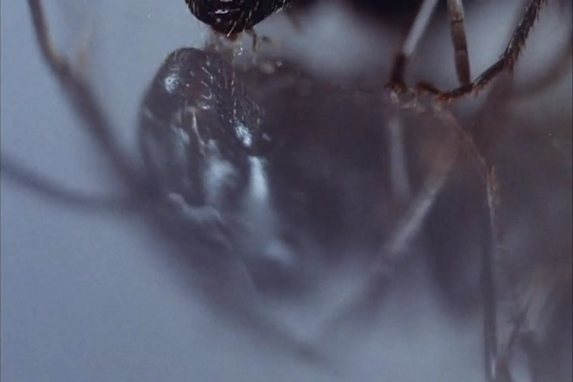 Phase IV scene still 5